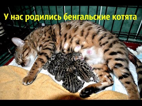 Видео: У нас родились бенгальские котята) Но не все хорошо(
