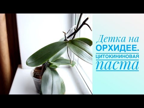 Видео: Выросла детка от цитокининовой пасты на цветоносе у орхидеи