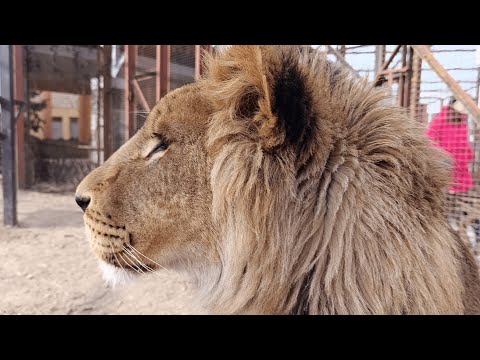 Видео: Пятнистый Лев Шерхан и крутая тигрица Сима