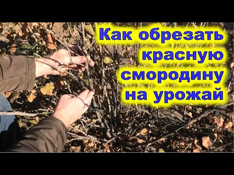 Видео: Как правильно обрезать красную смородину