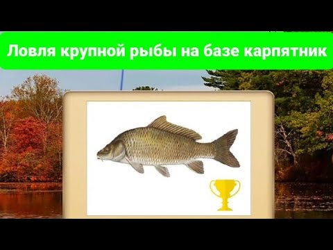 Видео: Ловля крупной рыбы на базе карпятник #рек #fishing #улов #carpfishing