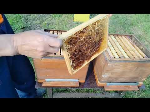Видео: Долгоживущие пчелы. Два взгляда, два мнения. Все в одном фильме.