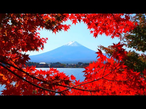 Видео: 20 потрясающих видов осенней листвы вокруг Пяти озер Фудзи!