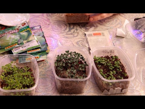 Видео: Метод посева капусты, который работает даже у новичков.