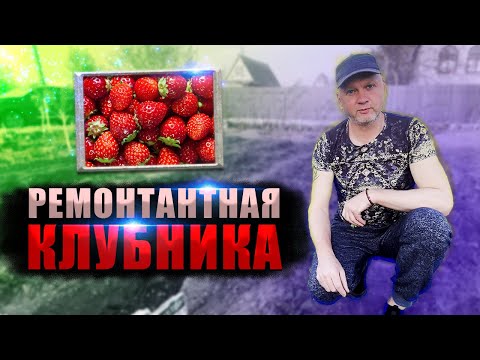 Видео: Обрываем цветонос и кормим ремонтантную клубнику