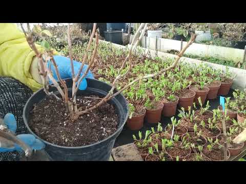 Видео: Зимняя обрезка крупнолистных ремонтантные гортензий