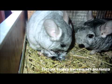 Видео: Роды у шиншилл. Как рожает шиншилла.