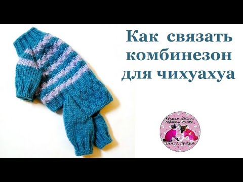 Видео: Как связать комбинезон для чихуахуа спицами МК