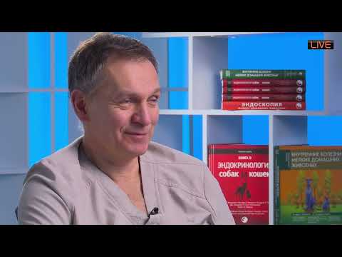 Видео: Хилоторакс как лечить и как понять что на кт лимфография