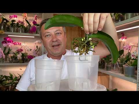 Видео: восстановить КОРНИ ОРХИДЕИ пересадкой и процедурами для орхидей