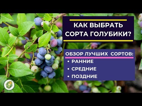 Видео: Как выбрать сорт голубики для посадки//Обзор лучших сортов голубики - ранние, средние, поздние