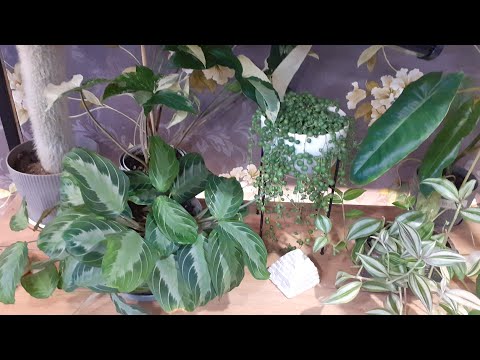 Видео: Комнатные растения🌿Обзор🌿Новые ростики#растения #цветы #обзоррастений