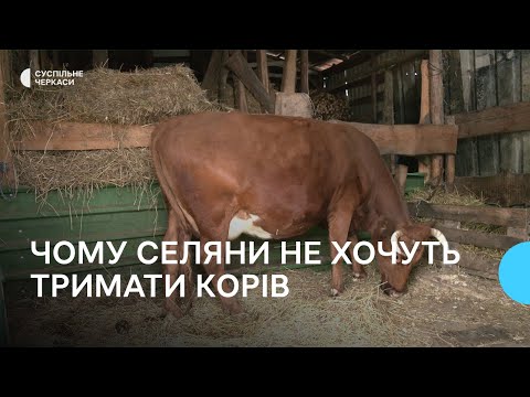 Видео: Тримати корів стало не вигідно: з якими викликами зіштовхуються селяни