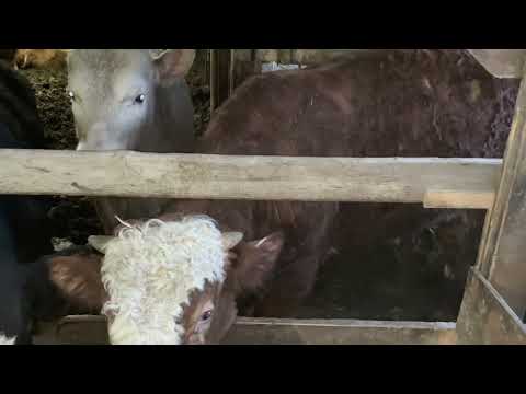 Видео: Какие бычки лучше поправляются на откорме сравнения пород