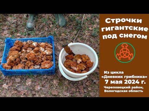 Видео: Строчки гигантские под снегом. Дневник грибника 7 мая 2024 года.
