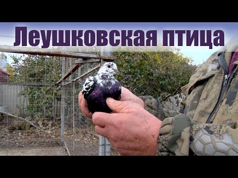Видео: Леушковские голуби Шевченко Сергея