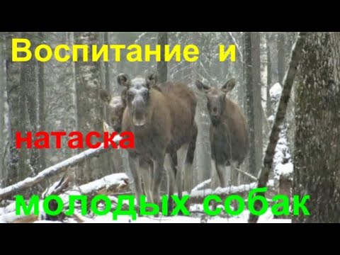 Видео: Натаска молодых лаек на соболя, барсука, знакомство с медведем. Первые работы по лосю. Мои надежды.