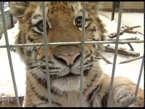 Видео: Центр реабилитации диких животных