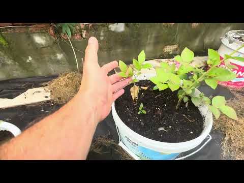 Видео: Мой сад в июне