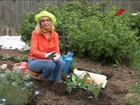 Видео: Лучки Пучки.  Серия 188.  Высадка рассады капусты в открытый грунт.
