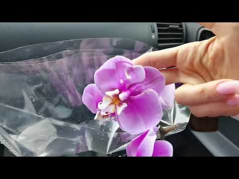 Видео: Приехала с ПОГИБАШКОЙ. Орхидею восстановить. Обработка, посадка БЕЗ адаптации..