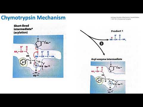 Видео: Механизм действия химотрипсина | Биохимия