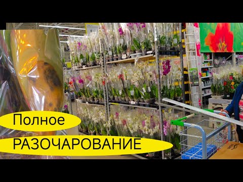 Видео: Слезы ВЫСТУПИЛИ от УВИДЕННОГО 😭ОРХИДЕЙ в LEROY MERLIN такого УЖАСА я еще не видела!