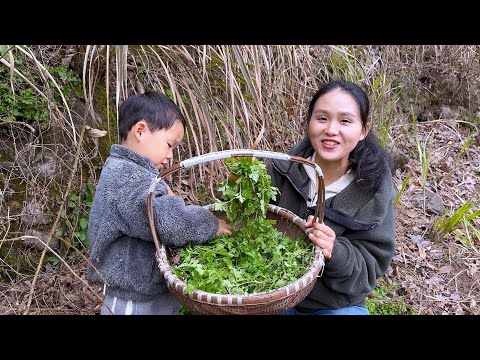 Видео: Саженцы дикой хризантемы ароматны и нежны. Вы их когда-нибудь ели?