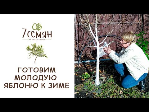 Видео: КАК ЗАЩИТИТЬ ЗИМОЙ  ПЛОДОВЫЕ ДЕРЕВЬЯ 1-3 ГОДА ПОСАДКИ? / 7 семян