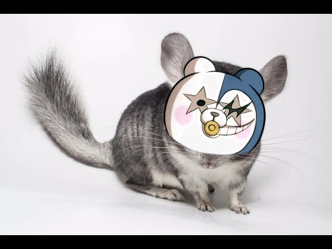 Видео: |||Danganronpa Online|Private Game|||25.02.23||| Монокид