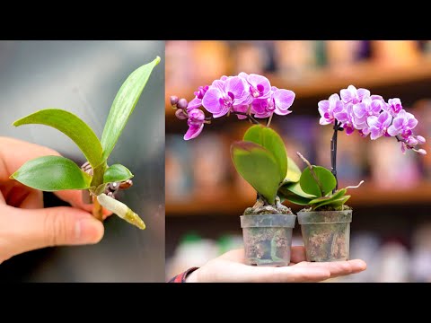 Видео: Уникальный метод размножения орхидей фаленопсис. Удивительный результат