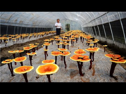 Видео: Как фермер выращивает линчжи - ферма красных грибов рейши - сбор и переработка грибов рейши