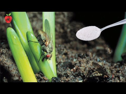 Видео: Защитим лук от луковой мухи естественным способом