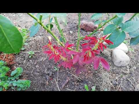 Видео: РОЗЫ НАЧИНАЮЩИМ. КАК НАРАСТИТЬ БАЗАЛЬНЫЕ ПОБЕГИ