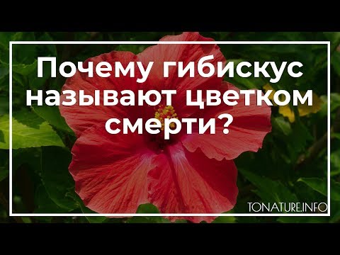 Видео: Почему гибискус называют цветком смерти? | toNature.Info