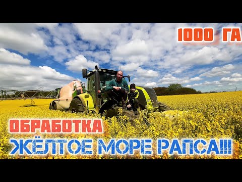 Видео: Красочная обработка РАПСА в 2025 году/трактор claas axion 850/опрыскиватель amazone ux 11200