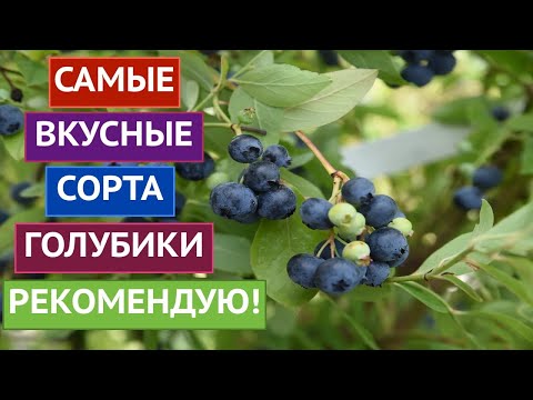 Видео: ЭТИ СОРТА ГОЛУБИКИ Я РЕКОМЕНДУЮ! ВКУСНЫЕ И УРОЖАЙНЫЕ!