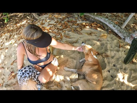 Видео: Суды и пляжный день в Пуэрто-Рико