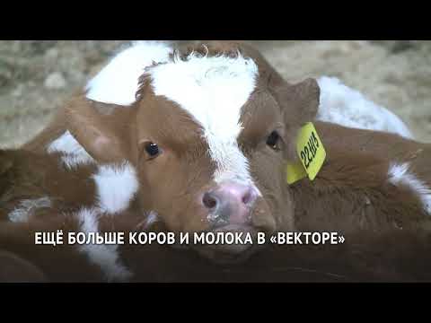 Видео: Цельное молоко сельхозпредприятия Вектор из района имени Лазо появится в магазинах Хабаровска