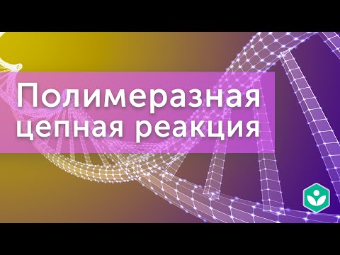 Видео: Полимеразная цепная реакция (видео 2) | Генная инженерия |Молекулярная генетика