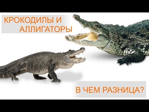 Видео: Крокодил и аллигатор! В чем разница и как отличить?