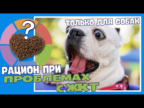 Видео: Ваша собака страдает от проблем с желудком? Вот решение, которое работает!