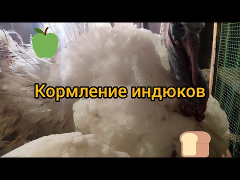 Видео: Чем кормить индюков?