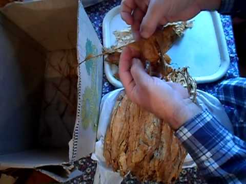 Видео: №26 Табак  Ферментация табака  Удаление центральной жилки