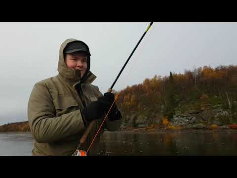 Видео: Река Поной, осеняя ловля семги нахлыстом. Рыбалка на Кольском полуострове.