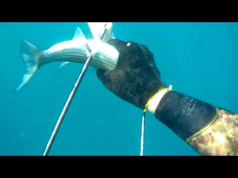 Видео: Трофейная подводная охота в черном море 3!