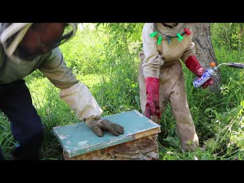 Видео: сжигание шершней