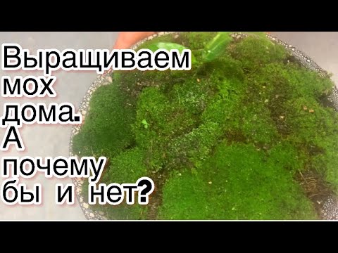 Видео: Выращиваем мох дома .Посадка мха в плошку.