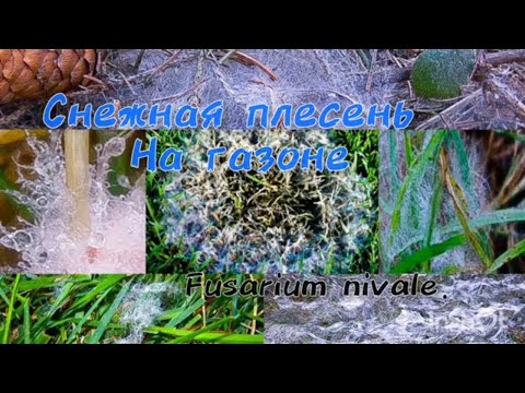Видео: Весенние проблемы газона Снежная плесень газона 🍄🍄🍄 Fusarium nivale.