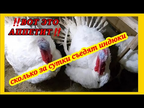 Видео: Индюки обжоры! Сколько корма съедают индюки за сутки в 5 месяце.